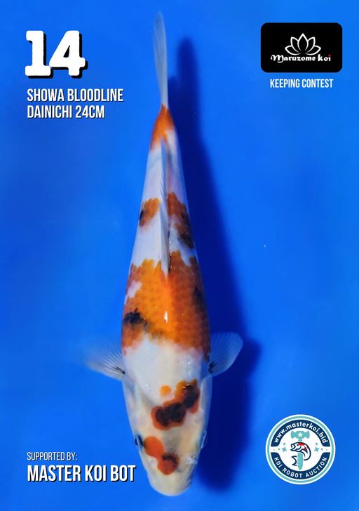 Lelang Koi Online, Jual Beli Ikan Koi, Pusat Jual Beli Koi, Info Lelang Koi Hari Ini, Platform Jual Beli Koi, Jual Beli Ikan Koi Online, Marketplace Ikan Koi, Jual Koi Terbaik, Tempat Beli Koi Berkualitas, Pasar Ikan Koi Online Terpercaya, Penjual Ikan Koi Terpercaya, Beli Koi Hias Online, Ikan Koi untuk Dijual, Koi Kualitas Terbaik, Toko Online Ikan Koi, Koi Hias Untuk Dijual, Jual Beli Ikan Koi Lokal, Koi Indonesia Online, Pusat Jual Beli Koi Terbesar