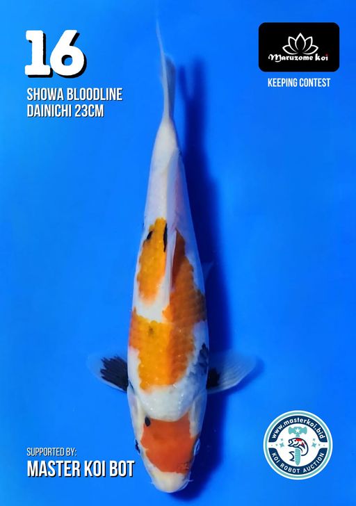Lelang Koi Online, Jual Beli Ikan Koi, Pusat Jual Beli Koi, Info Lelang Koi Hari Ini, Platform Jual Beli Koi, Jual Beli Ikan Koi Online, Marketplace Ikan Koi, Jual Koi Terbaik, Tempat Beli Koi Berkualitas, Pasar Ikan Koi Online Terpercaya, Penjual Ikan Koi Terpercaya, Beli Koi Hias Online, Ikan Koi untuk Dijual, Koi Kualitas Terbaik, Toko Online Ikan Koi, Koi Hias Untuk Dijual, Jual Beli Ikan Koi Lokal, Koi Indonesia Online, Pusat Jual Beli Koi Terbesar