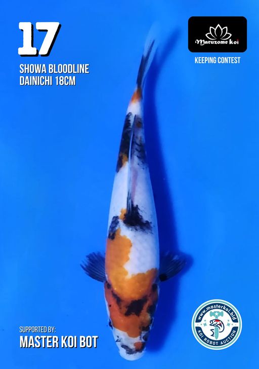 Lelang Koi Online, Jual Beli Ikan Koi, Pusat Jual Beli Koi, Info Lelang Koi Hari Ini, Platform Jual Beli Koi, Jual Beli Ikan Koi Online, Marketplace Ikan Koi, Jual Koi Terbaik, Tempat Beli Koi Berkualitas, Pasar Ikan Koi Online Terpercaya, Penjual Ikan Koi Terpercaya, Beli Koi Hias Online, Ikan Koi untuk Dijual, Koi Kualitas Terbaik, Toko Online Ikan Koi, Koi Hias Untuk Dijual, Jual Beli Ikan Koi Lokal, Koi Indonesia Online, Pusat Jual Beli Koi Terbesar