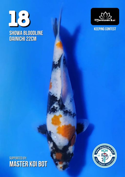 Lelang Koi Online, Jual Beli Ikan Koi, Pusat Jual Beli Koi, Info Lelang Koi Hari Ini, Platform Jual Beli Koi, Jual Beli Ikan Koi Online, Marketplace Ikan Koi, Jual Koi Terbaik, Tempat Beli Koi Berkualitas, Pasar Ikan Koi Online Terpercaya, Penjual Ikan Koi Terpercaya, Beli Koi Hias Online, Ikan Koi untuk Dijual, Koi Kualitas Terbaik, Toko Online Ikan Koi, Koi Hias Untuk Dijual, Jual Beli Ikan Koi Lokal, Koi Indonesia Online, Pusat Jual Beli Koi Terbesar