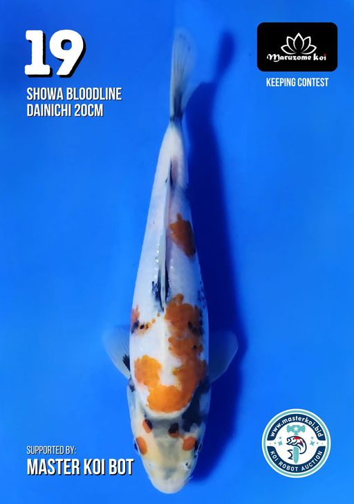 Lelang Koi Online, Jual Beli Ikan Koi, Pusat Jual Beli Koi, Info Lelang Koi Hari Ini, Platform Jual Beli Koi, Jual Beli Ikan Koi Online, Marketplace Ikan Koi, Jual Koi Terbaik, Tempat Beli Koi Berkualitas, Pasar Ikan Koi Online Terpercaya, Penjual Ikan Koi Terpercaya, Beli Koi Hias Online, Ikan Koi untuk Dijual, Koi Kualitas Terbaik, Toko Online Ikan Koi, Koi Hias Untuk Dijual, Jual Beli Ikan Koi Lokal, Koi Indonesia Online, Pusat Jual Beli Koi Terbesar