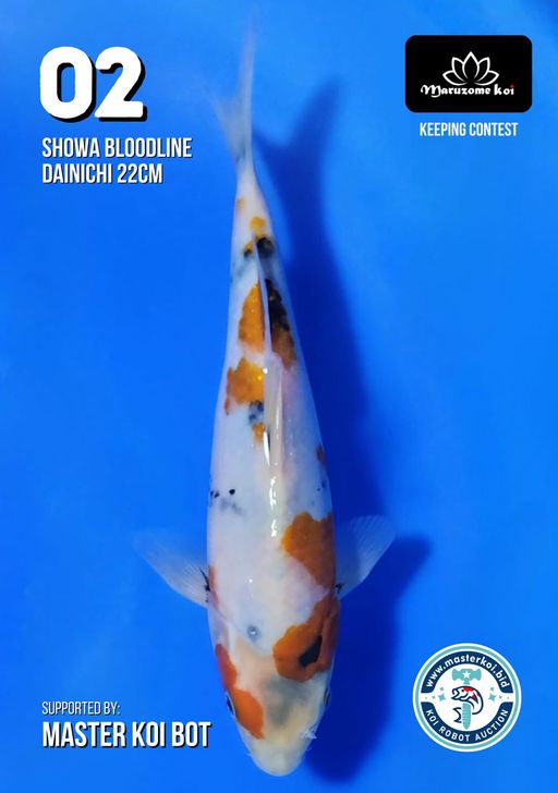 Lelang Koi Online, Jual Beli Ikan Koi, Pusat Jual Beli Koi, Info Lelang Koi Hari Ini, Platform Jual Beli Koi, Jual Beli Ikan Koi Online, Marketplace Ikan Koi, Jual Koi Terbaik, Tempat Beli Koi Berkualitas, Pasar Ikan Koi Online Terpercaya, Penjual Ikan Koi Terpercaya, Beli Koi Hias Online, Ikan Koi untuk Dijual, Koi Kualitas Terbaik, Toko Online Ikan Koi, Koi Hias Untuk Dijual, Jual Beli Ikan Koi Lokal, Koi Indonesia Online, Pusat Jual Beli Koi Terbesar