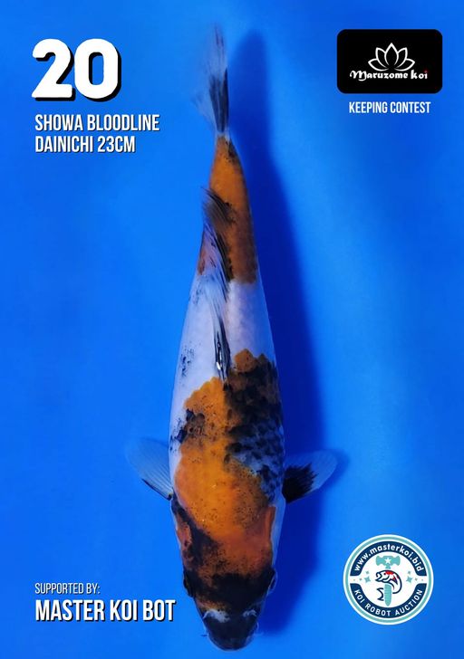 Lelang Koi Online, Jual Beli Ikan Koi, Pusat Jual Beli Koi, Info Lelang Koi Hari Ini, Platform Jual Beli Koi, Jual Beli Ikan Koi Online, Marketplace Ikan Koi, Jual Koi Terbaik, Tempat Beli Koi Berkualitas, Pasar Ikan Koi Online Terpercaya, Penjual Ikan Koi Terpercaya, Beli Koi Hias Online, Ikan Koi untuk Dijual, Koi Kualitas Terbaik, Toko Online Ikan Koi, Koi Hias Untuk Dijual, Jual Beli Ikan Koi Lokal, Koi Indonesia Online, Pusat Jual Beli Koi Terbesar