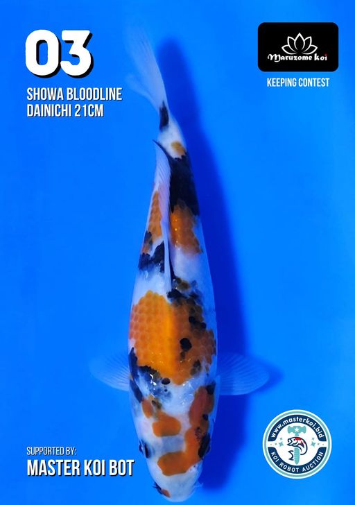 Lelang Koi Online, Jual Beli Ikan Koi, Pusat Jual Beli Koi, Info Lelang Koi Hari Ini, Platform Jual Beli Koi, Jual Beli Ikan Koi Online, Marketplace Ikan Koi, Jual Koi Terbaik, Tempat Beli Koi Berkualitas, Pasar Ikan Koi Online Terpercaya, Penjual Ikan Koi Terpercaya, Beli Koi Hias Online, Ikan Koi untuk Dijual, Koi Kualitas Terbaik, Toko Online Ikan Koi, Koi Hias Untuk Dijual, Jual Beli Ikan Koi Lokal, Koi Indonesia Online, Pusat Jual Beli Koi Terbesar
