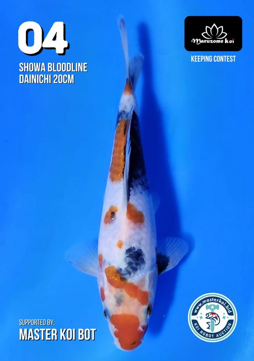 Lelang Koi Online, Jual Beli Ikan Koi, Pusat Jual Beli Koi, Info Lelang Koi Hari Ini, Platform Jual Beli Koi, Jual Beli Ikan Koi Online, Marketplace Ikan Koi, Jual Koi Terbaik, Tempat Beli Koi Berkualitas, Pasar Ikan Koi Online Terpercaya, Penjual Ikan Koi Terpercaya, Beli Koi Hias Online, Ikan Koi untuk Dijual, Koi Kualitas Terbaik, Toko Online Ikan Koi, Koi Hias Untuk Dijual, Jual Beli Ikan Koi Lokal, Koi Indonesia Online, Pusat Jual Beli Koi Terbesar