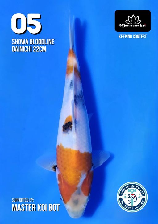 Lelang Koi Online, Jual Beli Ikan Koi, Pusat Jual Beli Koi, Info Lelang Koi Hari Ini, Platform Jual Beli Koi, Jual Beli Ikan Koi Online, Marketplace Ikan Koi, Jual Koi Terbaik, Tempat Beli Koi Berkualitas, Pasar Ikan Koi Online Terpercaya, Penjual Ikan Koi Terpercaya, Beli Koi Hias Online, Ikan Koi untuk Dijual, Koi Kualitas Terbaik, Toko Online Ikan Koi, Koi Hias Untuk Dijual, Jual Beli Ikan Koi Lokal, Koi Indonesia Online, Pusat Jual Beli Koi Terbesar