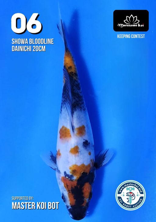 Lelang Koi Online, Jual Beli Ikan Koi, Pusat Jual Beli Koi, Info Lelang Koi Hari Ini, Platform Jual Beli Koi, Jual Beli Ikan Koi Online, Marketplace Ikan Koi, Jual Koi Terbaik, Tempat Beli Koi Berkualitas, Pasar Ikan Koi Online Terpercaya, Penjual Ikan Koi Terpercaya, Beli Koi Hias Online, Ikan Koi untuk Dijual, Koi Kualitas Terbaik, Toko Online Ikan Koi, Koi Hias Untuk Dijual, Jual Beli Ikan Koi Lokal, Koi Indonesia Online, Pusat Jual Beli Koi Terbesar