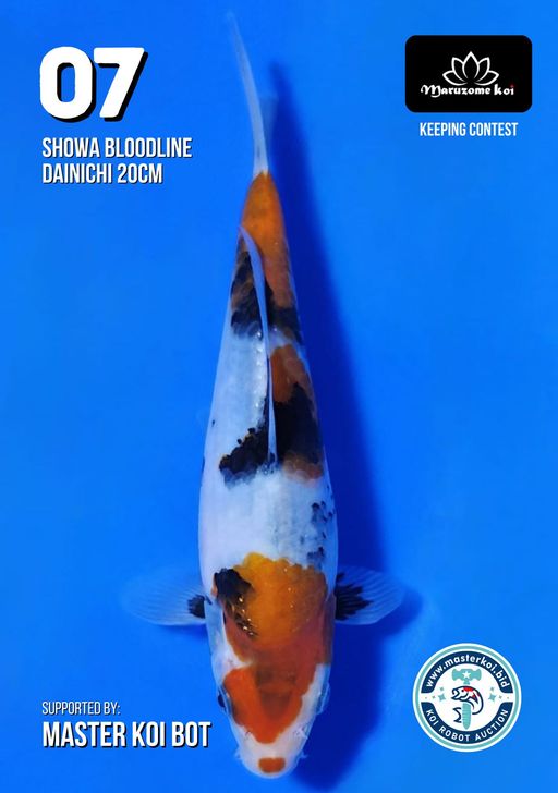 Lelang Koi Online, Jual Beli Ikan Koi, Pusat Jual Beli Koi, Info Lelang Koi Hari Ini, Platform Jual Beli Koi, Jual Beli Ikan Koi Online, Marketplace Ikan Koi, Jual Koi Terbaik, Tempat Beli Koi Berkualitas, Pasar Ikan Koi Online Terpercaya, Penjual Ikan Koi Terpercaya, Beli Koi Hias Online, Ikan Koi untuk Dijual, Koi Kualitas Terbaik, Toko Online Ikan Koi, Koi Hias Untuk Dijual, Jual Beli Ikan Koi Lokal, Koi Indonesia Online, Pusat Jual Beli Koi Terbesar