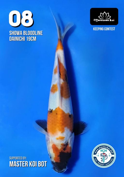 Lelang Koi Online, Jual Beli Ikan Koi, Pusat Jual Beli Koi, Info Lelang Koi Hari Ini, Platform Jual Beli Koi, Jual Beli Ikan Koi Online, Marketplace Ikan Koi, Jual Koi Terbaik, Tempat Beli Koi Berkualitas, Pasar Ikan Koi Online Terpercaya, Penjual Ikan Koi Terpercaya, Beli Koi Hias Online, Ikan Koi untuk Dijual, Koi Kualitas Terbaik, Toko Online Ikan Koi, Koi Hias Untuk Dijual, Jual Beli Ikan Koi Lokal, Koi Indonesia Online, Pusat Jual Beli Koi Terbesar