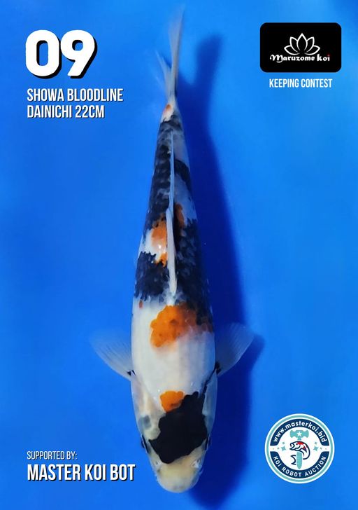 Lelang Koi Online, Jual Beli Ikan Koi, Pusat Jual Beli Koi, Info Lelang Koi Hari Ini, Platform Jual Beli Koi, Jual Beli Ikan Koi Online, Marketplace Ikan Koi, Jual Koi Terbaik, Tempat Beli Koi Berkualitas, Pasar Ikan Koi Online Terpercaya, Penjual Ikan Koi Terpercaya, Beli Koi Hias Online, Ikan Koi untuk Dijual, Koi Kualitas Terbaik, Toko Online Ikan Koi, Koi Hias Untuk Dijual, Jual Beli Ikan Koi Lokal, Koi Indonesia Online, Pusat Jual Beli Koi Terbesar