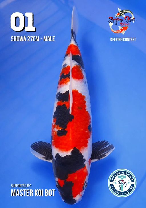 Lelang Koi Online, Jual Beli Ikan Koi, Pusat Jual Beli Koi, Info Lelang Koi Hari Ini, Platform Jual Beli Koi, Jual Beli Ikan Koi Online, Marketplace Ikan Koi, Jual Koi Terbaik, Tempat Beli Koi Berkualitas, Pasar Ikan Koi Online Terpercaya, Penjual Ikan Koi Terpercaya, Beli Koi Hias Online, Ikan Koi untuk Dijual, Koi Kualitas Terbaik, Toko Online Ikan Koi, Koi Hias Untuk Dijual, Jual Beli Ikan Koi Lokal, Koi Indonesia Online, Pusat Jual Beli Koi Terbesar