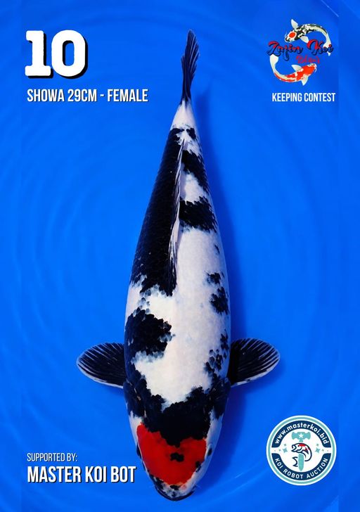Lelang Koi Online, Jual Beli Ikan Koi, Pusat Jual Beli Koi, Info Lelang Koi Hari Ini, Platform Jual Beli Koi, Jual Beli Ikan Koi Online, Marketplace Ikan Koi, Jual Koi Terbaik, Tempat Beli Koi Berkualitas, Pasar Ikan Koi Online Terpercaya, Penjual Ikan Koi Terpercaya, Beli Koi Hias Online, Ikan Koi untuk Dijual, Koi Kualitas Terbaik, Toko Online Ikan Koi, Koi Hias Untuk Dijual, Jual Beli Ikan Koi Lokal, Koi Indonesia Online, Pusat Jual Beli Koi Terbesar