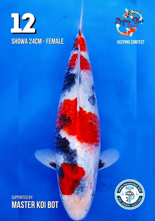 Lelang Koi Online, Jual Beli Ikan Koi, Pusat Jual Beli Koi, Info Lelang Koi Hari Ini, Platform Jual Beli Koi, Jual Beli Ikan Koi Online, Marketplace Ikan Koi, Jual Koi Terbaik, Tempat Beli Koi Berkualitas, Pasar Ikan Koi Online Terpercaya, Penjual Ikan Koi Terpercaya, Beli Koi Hias Online, Ikan Koi untuk Dijual, Koi Kualitas Terbaik, Toko Online Ikan Koi, Koi Hias Untuk Dijual, Jual Beli Ikan Koi Lokal, Koi Indonesia Online, Pusat Jual Beli Koi Terbesar
