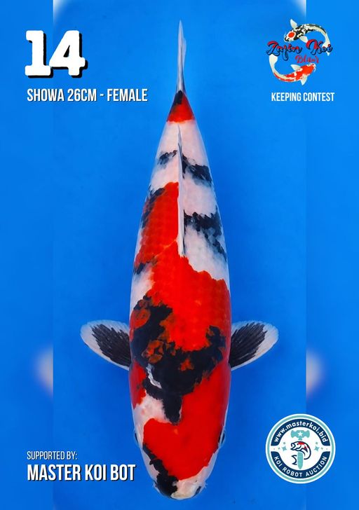 Lelang Koi Online, Jual Beli Ikan Koi, Pusat Jual Beli Koi, Info Lelang Koi Hari Ini, Platform Jual Beli Koi, Jual Beli Ikan Koi Online, Marketplace Ikan Koi, Jual Koi Terbaik, Tempat Beli Koi Berkualitas, Pasar Ikan Koi Online Terpercaya, Penjual Ikan Koi Terpercaya, Beli Koi Hias Online, Ikan Koi untuk Dijual, Koi Kualitas Terbaik, Toko Online Ikan Koi, Koi Hias Untuk Dijual, Jual Beli Ikan Koi Lokal, Koi Indonesia Online, Pusat Jual Beli Koi Terbesar