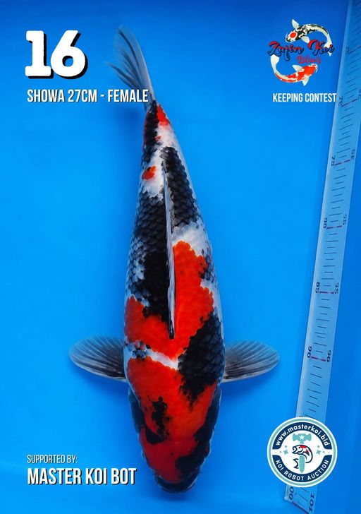 Lelang Koi Online, Jual Beli Ikan Koi, Pusat Jual Beli Koi, Info Lelang Koi Hari Ini, Platform Jual Beli Koi, Jual Beli Ikan Koi Online, Marketplace Ikan Koi, Jual Koi Terbaik, Tempat Beli Koi Berkualitas, Pasar Ikan Koi Online Terpercaya, Penjual Ikan Koi Terpercaya, Beli Koi Hias Online, Ikan Koi untuk Dijual, Koi Kualitas Terbaik, Toko Online Ikan Koi, Koi Hias Untuk Dijual, Jual Beli Ikan Koi Lokal, Koi Indonesia Online, Pusat Jual Beli Koi Terbesar