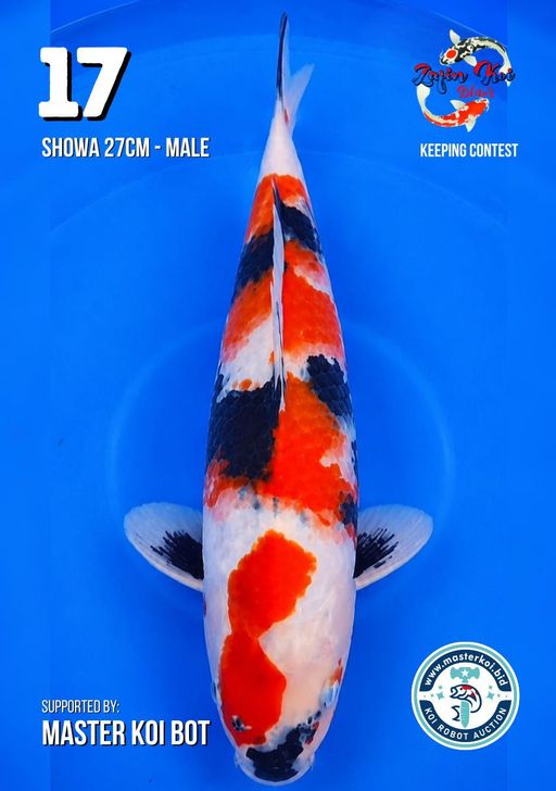 Lelang Koi Online, Jual Beli Ikan Koi, Pusat Jual Beli Koi, Info Lelang Koi Hari Ini, Platform Jual Beli Koi, Jual Beli Ikan Koi Online, Marketplace Ikan Koi, Jual Koi Terbaik, Tempat Beli Koi Berkualitas, Pasar Ikan Koi Online Terpercaya, Penjual Ikan Koi Terpercaya, Beli Koi Hias Online, Ikan Koi untuk Dijual, Koi Kualitas Terbaik, Toko Online Ikan Koi, Koi Hias Untuk Dijual, Jual Beli Ikan Koi Lokal, Koi Indonesia Online, Pusat Jual Beli Koi Terbesar