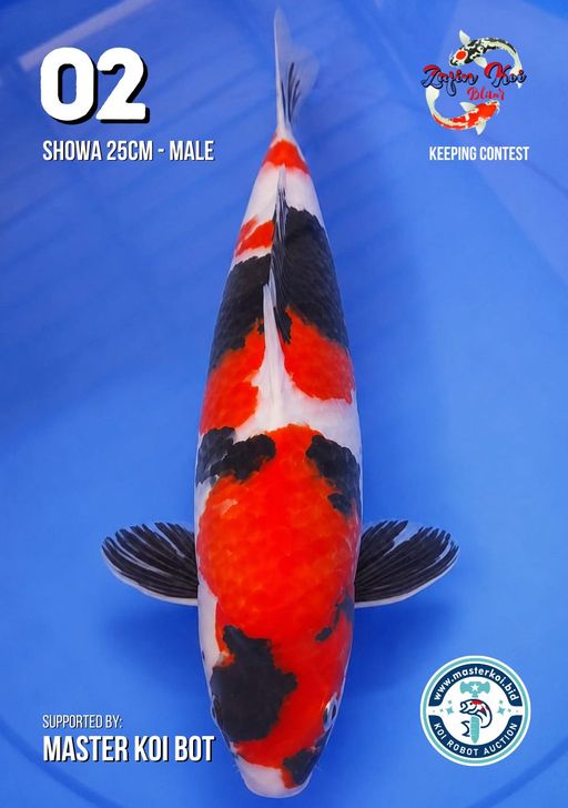 Lelang Koi Online, Jual Beli Ikan Koi, Pusat Jual Beli Koi, Info Lelang Koi Hari Ini, Platform Jual Beli Koi, Jual Beli Ikan Koi Online, Marketplace Ikan Koi, Jual Koi Terbaik, Tempat Beli Koi Berkualitas, Pasar Ikan Koi Online Terpercaya, Penjual Ikan Koi Terpercaya, Beli Koi Hias Online, Ikan Koi untuk Dijual, Koi Kualitas Terbaik, Toko Online Ikan Koi, Koi Hias Untuk Dijual, Jual Beli Ikan Koi Lokal, Koi Indonesia Online, Pusat Jual Beli Koi Terbesar