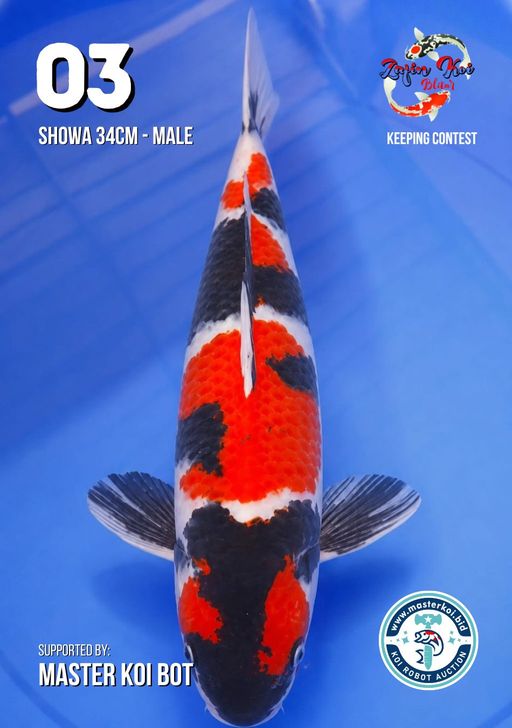 Lelang Koi Online, Jual Beli Ikan Koi, Pusat Jual Beli Koi, Info Lelang Koi Hari Ini, Platform Jual Beli Koi, Jual Beli Ikan Koi Online, Marketplace Ikan Koi, Jual Koi Terbaik, Tempat Beli Koi Berkualitas, Pasar Ikan Koi Online Terpercaya, Penjual Ikan Koi Terpercaya, Beli Koi Hias Online, Ikan Koi untuk Dijual, Koi Kualitas Terbaik, Toko Online Ikan Koi, Koi Hias Untuk Dijual, Jual Beli Ikan Koi Lokal, Koi Indonesia Online, Pusat Jual Beli Koi Terbesar