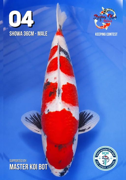 Lelang Koi Online, Jual Beli Ikan Koi, Pusat Jual Beli Koi, Info Lelang Koi Hari Ini, Platform Jual Beli Koi, Jual Beli Ikan Koi Online, Marketplace Ikan Koi, Jual Koi Terbaik, Tempat Beli Koi Berkualitas, Pasar Ikan Koi Online Terpercaya, Penjual Ikan Koi Terpercaya, Beli Koi Hias Online, Ikan Koi untuk Dijual, Koi Kualitas Terbaik, Toko Online Ikan Koi, Koi Hias Untuk Dijual, Jual Beli Ikan Koi Lokal, Koi Indonesia Online, Pusat Jual Beli Koi Terbesar