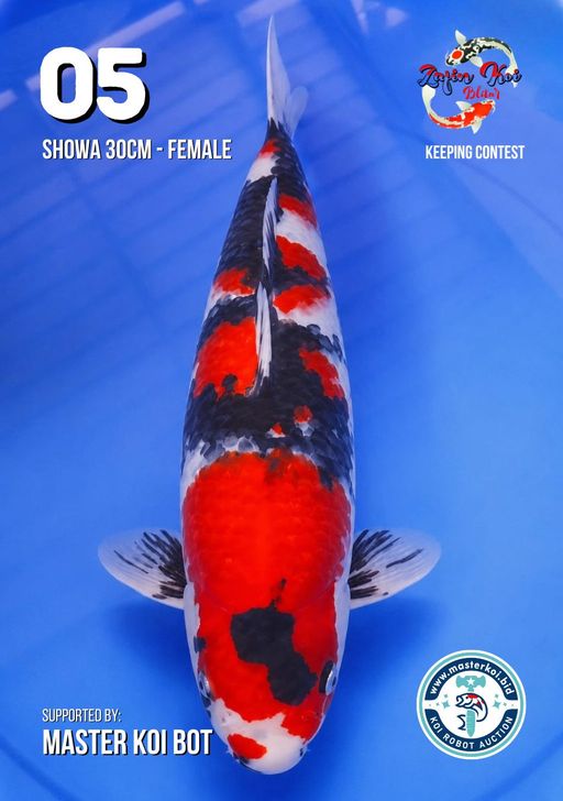 Lelang Koi Online, Jual Beli Ikan Koi, Pusat Jual Beli Koi, Info Lelang Koi Hari Ini, Platform Jual Beli Koi, Jual Beli Ikan Koi Online, Marketplace Ikan Koi, Jual Koi Terbaik, Tempat Beli Koi Berkualitas, Pasar Ikan Koi Online Terpercaya, Penjual Ikan Koi Terpercaya, Beli Koi Hias Online, Ikan Koi untuk Dijual, Koi Kualitas Terbaik, Toko Online Ikan Koi, Koi Hias Untuk Dijual, Jual Beli Ikan Koi Lokal, Koi Indonesia Online, Pusat Jual Beli Koi Terbesar