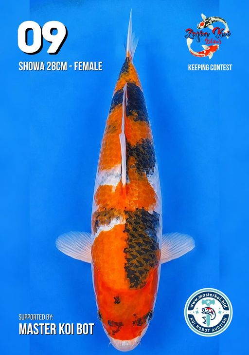 Lelang Koi Online, Jual Beli Ikan Koi, Pusat Jual Beli Koi, Info Lelang Koi Hari Ini, Platform Jual Beli Koi, Jual Beli Ikan Koi Online, Marketplace Ikan Koi, Jual Koi Terbaik, Tempat Beli Koi Berkualitas, Pasar Ikan Koi Online Terpercaya, Penjual Ikan Koi Terpercaya, Beli Koi Hias Online, Ikan Koi untuk Dijual, Koi Kualitas Terbaik, Toko Online Ikan Koi, Koi Hias Untuk Dijual, Jual Beli Ikan Koi Lokal, Koi Indonesia Online, Pusat Jual Beli Koi Terbesar