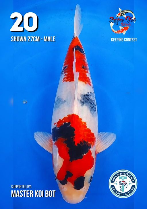Lelang Koi Online, Jual Beli Ikan Koi, Pusat Jual Beli Koi, Info Lelang Koi Hari Ini, Platform Jual Beli Koi, Jual Beli Ikan Koi Online, Marketplace Ikan Koi, Jual Koi Terbaik, Tempat Beli Koi Berkualitas, Pasar Ikan Koi Online Terpercaya, Penjual Ikan Koi Terpercaya, Beli Koi Hias Online, Ikan Koi untuk Dijual, Koi Kualitas Terbaik, Toko Online Ikan Koi, Koi Hias Untuk Dijual, Jual Beli Ikan Koi Lokal, Koi Indonesia Online, Pusat Jual Beli Koi Terbesar