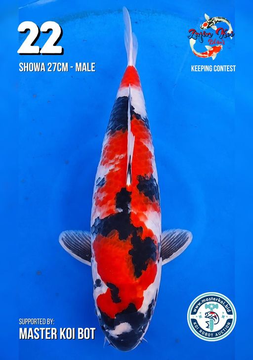 Lelang Koi Online, Jual Beli Ikan Koi, Pusat Jual Beli Koi, Info Lelang Koi Hari Ini, Platform Jual Beli Koi, Jual Beli Ikan Koi Online, Marketplace Ikan Koi, Jual Koi Terbaik, Tempat Beli Koi Berkualitas, Pasar Ikan Koi Online Terpercaya, Penjual Ikan Koi Terpercaya, Beli Koi Hias Online, Ikan Koi untuk Dijual, Koi Kualitas Terbaik, Toko Online Ikan Koi, Koi Hias Untuk Dijual, Jual Beli Ikan Koi Lokal, Koi Indonesia Online, Pusat Jual Beli Koi Terbesar