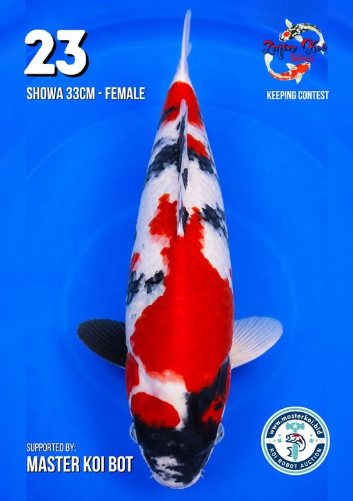 Lelang Koi Online, Jual Beli Ikan Koi, Pusat Jual Beli Koi, Info Lelang Koi Hari Ini, Platform Jual Beli Koi, Jual Beli Ikan Koi Online, Marketplace Ikan Koi, Jual Koi Terbaik, Tempat Beli Koi Berkualitas, Pasar Ikan Koi Online Terpercaya, Penjual Ikan Koi Terpercaya, Beli Koi Hias Online, Ikan Koi untuk Dijual, Koi Kualitas Terbaik, Toko Online Ikan Koi, Koi Hias Untuk Dijual, Jual Beli Ikan Koi Lokal, Koi Indonesia Online, Pusat Jual Beli Koi Terbesar