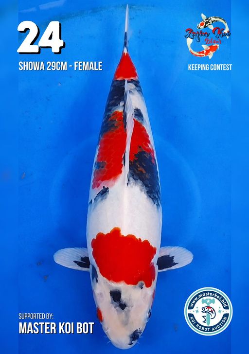 Lelang Koi Online, Jual Beli Ikan Koi, Pusat Jual Beli Koi, Info Lelang Koi Hari Ini, Platform Jual Beli Koi, Jual Beli Ikan Koi Online, Marketplace Ikan Koi, Jual Koi Terbaik, Tempat Beli Koi Berkualitas, Pasar Ikan Koi Online Terpercaya, Penjual Ikan Koi Terpercaya, Beli Koi Hias Online, Ikan Koi untuk Dijual, Koi Kualitas Terbaik, Toko Online Ikan Koi, Koi Hias Untuk Dijual, Jual Beli Ikan Koi Lokal, Koi Indonesia Online, Pusat Jual Beli Koi Terbesar