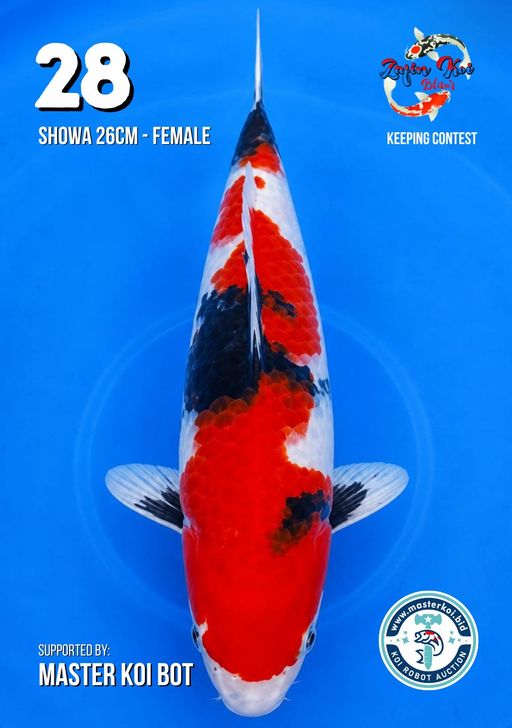Lelang Koi Online, Jual Beli Ikan Koi, Pusat Jual Beli Koi, Info Lelang Koi Hari Ini, Platform Jual Beli Koi, Jual Beli Ikan Koi Online, Marketplace Ikan Koi, Jual Koi Terbaik, Tempat Beli Koi Berkualitas, Pasar Ikan Koi Online Terpercaya, Penjual Ikan Koi Terpercaya, Beli Koi Hias Online, Ikan Koi untuk Dijual, Koi Kualitas Terbaik, Toko Online Ikan Koi, Koi Hias Untuk Dijual, Jual Beli Ikan Koi Lokal, Koi Indonesia Online, Pusat Jual Beli Koi Terbesar