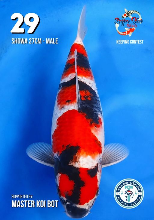 Lelang Koi Online, Jual Beli Ikan Koi, Pusat Jual Beli Koi, Info Lelang Koi Hari Ini, Platform Jual Beli Koi, Jual Beli Ikan Koi Online, Marketplace Ikan Koi, Jual Koi Terbaik, Tempat Beli Koi Berkualitas, Pasar Ikan Koi Online Terpercaya, Penjual Ikan Koi Terpercaya, Beli Koi Hias Online, Ikan Koi untuk Dijual, Koi Kualitas Terbaik, Toko Online Ikan Koi, Koi Hias Untuk Dijual, Jual Beli Ikan Koi Lokal, Koi Indonesia Online, Pusat Jual Beli Koi Terbesar