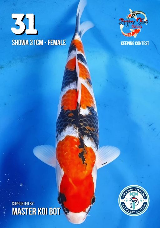 Lelang Koi Online, Jual Beli Ikan Koi, Pusat Jual Beli Koi, Info Lelang Koi Hari Ini, Platform Jual Beli Koi, Jual Beli Ikan Koi Online, Marketplace Ikan Koi, Jual Koi Terbaik, Tempat Beli Koi Berkualitas, Pasar Ikan Koi Online Terpercaya, Penjual Ikan Koi Terpercaya, Beli Koi Hias Online, Ikan Koi untuk Dijual, Koi Kualitas Terbaik, Toko Online Ikan Koi, Koi Hias Untuk Dijual, Jual Beli Ikan Koi Lokal, Koi Indonesia Online, Pusat Jual Beli Koi Terbesar