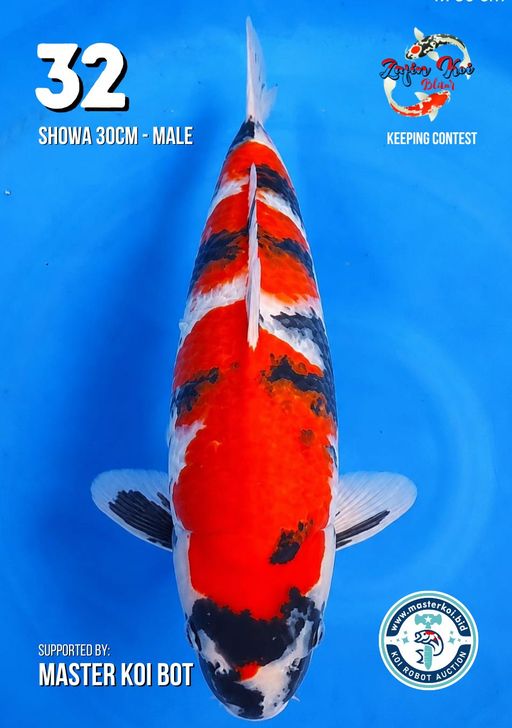 Lelang Koi Online, Jual Beli Ikan Koi, Pusat Jual Beli Koi, Info Lelang Koi Hari Ini, Platform Jual Beli Koi, Jual Beli Ikan Koi Online, Marketplace Ikan Koi, Jual Koi Terbaik, Tempat Beli Koi Berkualitas, Pasar Ikan Koi Online Terpercaya, Penjual Ikan Koi Terpercaya, Beli Koi Hias Online, Ikan Koi untuk Dijual, Koi Kualitas Terbaik, Toko Online Ikan Koi, Koi Hias Untuk Dijual, Jual Beli Ikan Koi Lokal, Koi Indonesia Online, Pusat Jual Beli Koi Terbesar