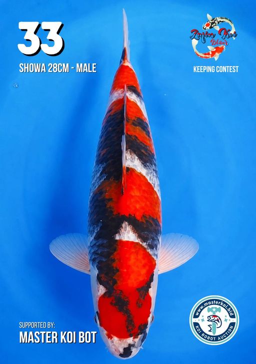 Lelang Koi Online, Jual Beli Ikan Koi, Pusat Jual Beli Koi, Info Lelang Koi Hari Ini, Platform Jual Beli Koi, Jual Beli Ikan Koi Online, Marketplace Ikan Koi, Jual Koi Terbaik, Tempat Beli Koi Berkualitas, Pasar Ikan Koi Online Terpercaya, Penjual Ikan Koi Terpercaya, Beli Koi Hias Online, Ikan Koi untuk Dijual, Koi Kualitas Terbaik, Toko Online Ikan Koi, Koi Hias Untuk Dijual, Jual Beli Ikan Koi Lokal, Koi Indonesia Online, Pusat Jual Beli Koi Terbesar