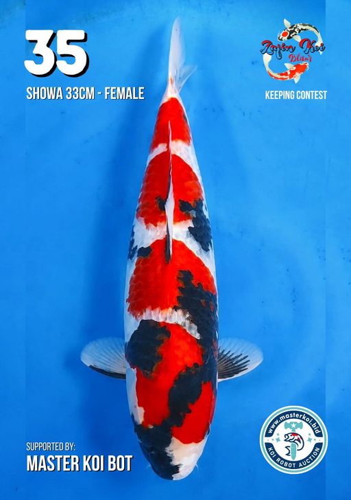 Lelang Koi Online, Jual Beli Ikan Koi, Pusat Jual Beli Koi, Info Lelang Koi Hari Ini, Platform Jual Beli Koi, Jual Beli Ikan Koi Online, Marketplace Ikan Koi, Jual Koi Terbaik, Tempat Beli Koi Berkualitas, Pasar Ikan Koi Online Terpercaya, Penjual Ikan Koi Terpercaya, Beli Koi Hias Online, Ikan Koi untuk Dijual, Koi Kualitas Terbaik, Toko Online Ikan Koi, Koi Hias Untuk Dijual, Jual Beli Ikan Koi Lokal, Koi Indonesia Online, Pusat Jual Beli Koi Terbesar