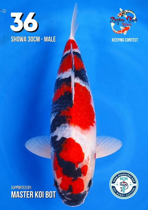 Lelang Koi Online, Jual Beli Ikan Koi, Pusat Jual Beli Koi, Info Lelang Koi Hari Ini, Platform Jual Beli Koi, Jual Beli Ikan Koi Online, Marketplace Ikan Koi, Jual Koi Terbaik, Tempat Beli Koi Berkualitas, Pasar Ikan Koi Online Terpercaya, Penjual Ikan Koi Terpercaya, Beli Koi Hias Online, Ikan Koi untuk Dijual, Koi Kualitas Terbaik, Toko Online Ikan Koi, Koi Hias Untuk Dijual, Jual Beli Ikan Koi Lokal, Koi Indonesia Online, Pusat Jual Beli Koi Terbesar