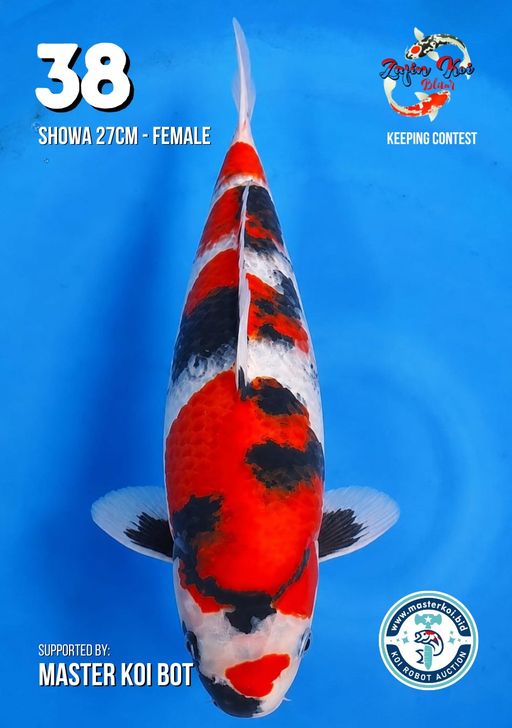 Lelang Koi Online, Jual Beli Ikan Koi, Pusat Jual Beli Koi, Info Lelang Koi Hari Ini, Platform Jual Beli Koi, Jual Beli Ikan Koi Online, Marketplace Ikan Koi, Jual Koi Terbaik, Tempat Beli Koi Berkualitas, Pasar Ikan Koi Online Terpercaya, Penjual Ikan Koi Terpercaya, Beli Koi Hias Online, Ikan Koi untuk Dijual, Koi Kualitas Terbaik, Toko Online Ikan Koi, Koi Hias Untuk Dijual, Jual Beli Ikan Koi Lokal, Koi Indonesia Online, Pusat Jual Beli Koi Terbesar