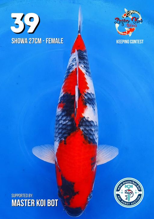 Lelang Koi Online, Jual Beli Ikan Koi, Pusat Jual Beli Koi, Info Lelang Koi Hari Ini, Platform Jual Beli Koi, Jual Beli Ikan Koi Online, Marketplace Ikan Koi, Jual Koi Terbaik, Tempat Beli Koi Berkualitas, Pasar Ikan Koi Online Terpercaya, Penjual Ikan Koi Terpercaya, Beli Koi Hias Online, Ikan Koi untuk Dijual, Koi Kualitas Terbaik, Toko Online Ikan Koi, Koi Hias Untuk Dijual, Jual Beli Ikan Koi Lokal, Koi Indonesia Online, Pusat Jual Beli Koi Terbesar