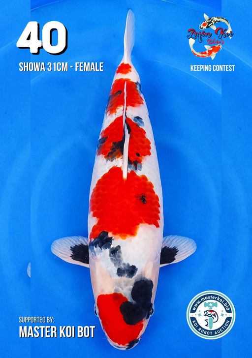 Lelang Koi Online, Jual Beli Ikan Koi, Pusat Jual Beli Koi, Info Lelang Koi Hari Ini, Platform Jual Beli Koi, Jual Beli Ikan Koi Online, Marketplace Ikan Koi, Jual Koi Terbaik, Tempat Beli Koi Berkualitas, Pasar Ikan Koi Online Terpercaya, Penjual Ikan Koi Terpercaya, Beli Koi Hias Online, Ikan Koi untuk Dijual, Koi Kualitas Terbaik, Toko Online Ikan Koi, Koi Hias Untuk Dijual, Jual Beli Ikan Koi Lokal, Koi Indonesia Online, Pusat Jual Beli Koi Terbesar