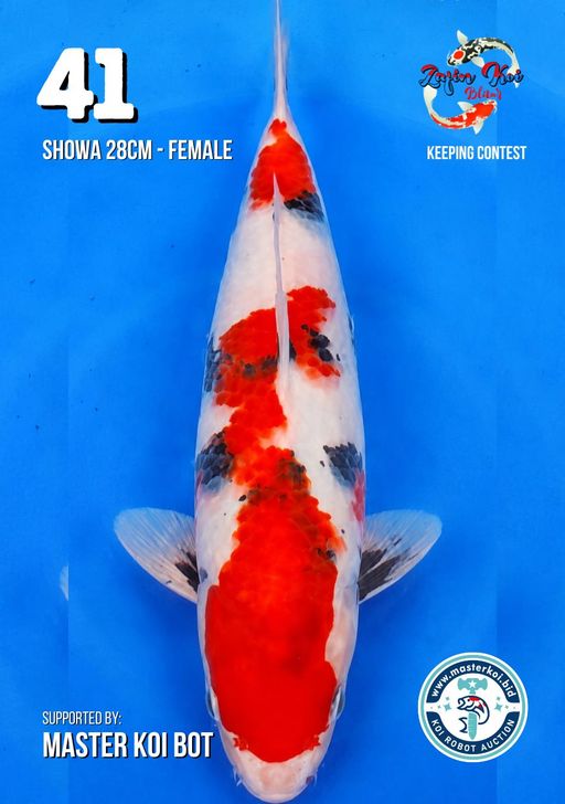 Lelang Koi Online, Jual Beli Ikan Koi, Pusat Jual Beli Koi, Info Lelang Koi Hari Ini, Platform Jual Beli Koi, Jual Beli Ikan Koi Online, Marketplace Ikan Koi, Jual Koi Terbaik, Tempat Beli Koi Berkualitas, Pasar Ikan Koi Online Terpercaya, Penjual Ikan Koi Terpercaya, Beli Koi Hias Online, Ikan Koi untuk Dijual, Koi Kualitas Terbaik, Toko Online Ikan Koi, Koi Hias Untuk Dijual, Jual Beli Ikan Koi Lokal, Koi Indonesia Online, Pusat Jual Beli Koi Terbesar