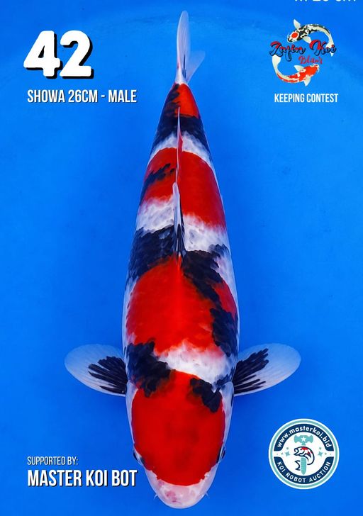 Lelang Koi Online, Jual Beli Ikan Koi, Pusat Jual Beli Koi, Info Lelang Koi Hari Ini, Platform Jual Beli Koi, Jual Beli Ikan Koi Online, Marketplace Ikan Koi, Jual Koi Terbaik, Tempat Beli Koi Berkualitas, Pasar Ikan Koi Online Terpercaya, Penjual Ikan Koi Terpercaya, Beli Koi Hias Online, Ikan Koi untuk Dijual, Koi Kualitas Terbaik, Toko Online Ikan Koi, Koi Hias Untuk Dijual, Jual Beli Ikan Koi Lokal, Koi Indonesia Online, Pusat Jual Beli Koi Terbesar