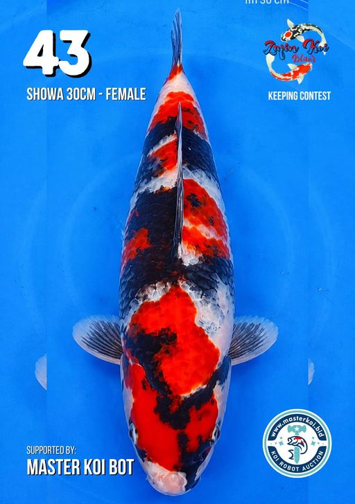 Lelang Koi Online, Jual Beli Ikan Koi, Pusat Jual Beli Koi, Info Lelang Koi Hari Ini, Platform Jual Beli Koi, Jual Beli Ikan Koi Online, Marketplace Ikan Koi, Jual Koi Terbaik, Tempat Beli Koi Berkualitas, Pasar Ikan Koi Online Terpercaya, Penjual Ikan Koi Terpercaya, Beli Koi Hias Online, Ikan Koi untuk Dijual, Koi Kualitas Terbaik, Toko Online Ikan Koi, Koi Hias Untuk Dijual, Jual Beli Ikan Koi Lokal, Koi Indonesia Online, Pusat Jual Beli Koi Terbesar
