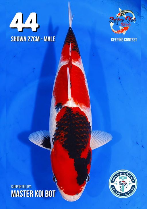Lelang Koi Online, Jual Beli Ikan Koi, Pusat Jual Beli Koi, Info Lelang Koi Hari Ini, Platform Jual Beli Koi, Jual Beli Ikan Koi Online, Marketplace Ikan Koi, Jual Koi Terbaik, Tempat Beli Koi Berkualitas, Pasar Ikan Koi Online Terpercaya, Penjual Ikan Koi Terpercaya, Beli Koi Hias Online, Ikan Koi untuk Dijual, Koi Kualitas Terbaik, Toko Online Ikan Koi, Koi Hias Untuk Dijual, Jual Beli Ikan Koi Lokal, Koi Indonesia Online, Pusat Jual Beli Koi Terbesar