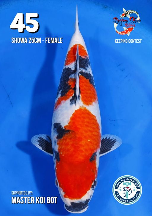 Lelang Koi Online, Jual Beli Ikan Koi, Pusat Jual Beli Koi, Info Lelang Koi Hari Ini, Platform Jual Beli Koi, Jual Beli Ikan Koi Online, Marketplace Ikan Koi, Jual Koi Terbaik, Tempat Beli Koi Berkualitas, Pasar Ikan Koi Online Terpercaya, Penjual Ikan Koi Terpercaya, Beli Koi Hias Online, Ikan Koi untuk Dijual, Koi Kualitas Terbaik, Toko Online Ikan Koi, Koi Hias Untuk Dijual, Jual Beli Ikan Koi Lokal, Koi Indonesia Online, Pusat Jual Beli Koi Terbesar