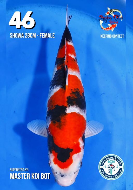 Lelang Koi Online, Jual Beli Ikan Koi, Pusat Jual Beli Koi, Info Lelang Koi Hari Ini, Platform Jual Beli Koi, Jual Beli Ikan Koi Online, Marketplace Ikan Koi, Jual Koi Terbaik, Tempat Beli Koi Berkualitas, Pasar Ikan Koi Online Terpercaya, Penjual Ikan Koi Terpercaya, Beli Koi Hias Online, Ikan Koi untuk Dijual, Koi Kualitas Terbaik, Toko Online Ikan Koi, Koi Hias Untuk Dijual, Jual Beli Ikan Koi Lokal, Koi Indonesia Online, Pusat Jual Beli Koi Terbesar