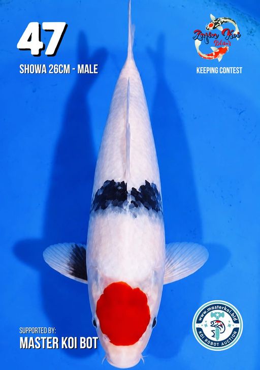 Lelang Koi Online, Jual Beli Ikan Koi, Pusat Jual Beli Koi, Info Lelang Koi Hari Ini, Platform Jual Beli Koi, Jual Beli Ikan Koi Online, Marketplace Ikan Koi, Jual Koi Terbaik, Tempat Beli Koi Berkualitas, Pasar Ikan Koi Online Terpercaya, Penjual Ikan Koi Terpercaya, Beli Koi Hias Online, Ikan Koi untuk Dijual, Koi Kualitas Terbaik, Toko Online Ikan Koi, Koi Hias Untuk Dijual, Jual Beli Ikan Koi Lokal, Koi Indonesia Online, Pusat Jual Beli Koi Terbesar