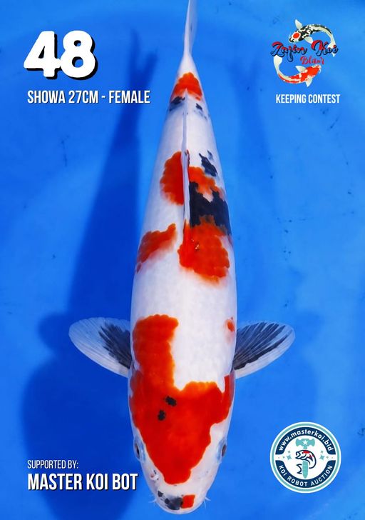 Lelang Koi Online, Jual Beli Ikan Koi, Pusat Jual Beli Koi, Info Lelang Koi Hari Ini, Platform Jual Beli Koi, Jual Beli Ikan Koi Online, Marketplace Ikan Koi, Jual Koi Terbaik, Tempat Beli Koi Berkualitas, Pasar Ikan Koi Online Terpercaya, Penjual Ikan Koi Terpercaya, Beli Koi Hias Online, Ikan Koi untuk Dijual, Koi Kualitas Terbaik, Toko Online Ikan Koi, Koi Hias Untuk Dijual, Jual Beli Ikan Koi Lokal, Koi Indonesia Online, Pusat Jual Beli Koi Terbesar