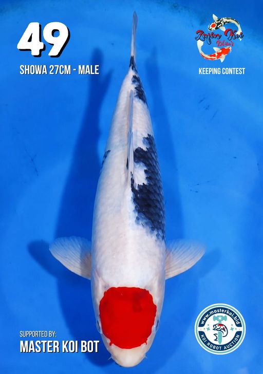 Lelang Koi Online, Jual Beli Ikan Koi, Pusat Jual Beli Koi, Info Lelang Koi Hari Ini, Platform Jual Beli Koi, Jual Beli Ikan Koi Online, Marketplace Ikan Koi, Jual Koi Terbaik, Tempat Beli Koi Berkualitas, Pasar Ikan Koi Online Terpercaya, Penjual Ikan Koi Terpercaya, Beli Koi Hias Online, Ikan Koi untuk Dijual, Koi Kualitas Terbaik, Toko Online Ikan Koi, Koi Hias Untuk Dijual, Jual Beli Ikan Koi Lokal, Koi Indonesia Online, Pusat Jual Beli Koi Terbesar