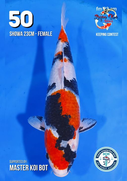 Lelang Koi Online, Jual Beli Ikan Koi, Pusat Jual Beli Koi, Info Lelang Koi Hari Ini, Platform Jual Beli Koi, Jual Beli Ikan Koi Online, Marketplace Ikan Koi, Jual Koi Terbaik, Tempat Beli Koi Berkualitas, Pasar Ikan Koi Online Terpercaya, Penjual Ikan Koi Terpercaya, Beli Koi Hias Online, Ikan Koi untuk Dijual, Koi Kualitas Terbaik, Toko Online Ikan Koi, Koi Hias Untuk Dijual, Jual Beli Ikan Koi Lokal, Koi Indonesia Online, Pusat Jual Beli Koi Terbesar
