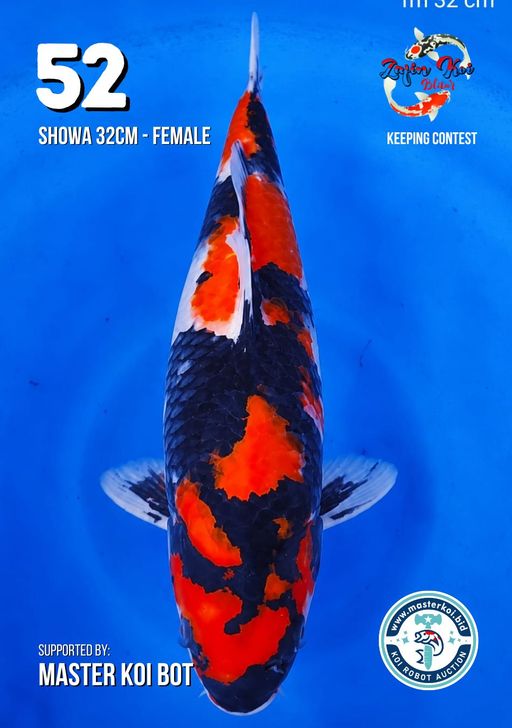 Lelang Koi Online, Jual Beli Ikan Koi, Pusat Jual Beli Koi, Info Lelang Koi Hari Ini, Platform Jual Beli Koi, Jual Beli Ikan Koi Online, Marketplace Ikan Koi, Jual Koi Terbaik, Tempat Beli Koi Berkualitas, Pasar Ikan Koi Online Terpercaya, Penjual Ikan Koi Terpercaya, Beli Koi Hias Online, Ikan Koi untuk Dijual, Koi Kualitas Terbaik, Toko Online Ikan Koi, Koi Hias Untuk Dijual, Jual Beli Ikan Koi Lokal, Koi Indonesia Online, Pusat Jual Beli Koi Terbesar